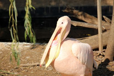Pelikan hayvanat bahçesinde