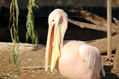 Pelikan hayvanat bahçesinde