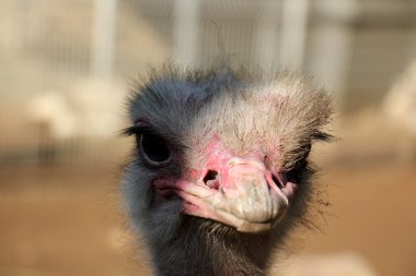 Devekuşu hayvanat bahçesinde