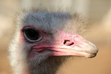 Devekuşu hayvanat bahçesinde