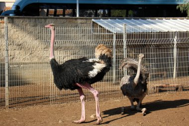 Devekuşu hayvanat bahçesinde