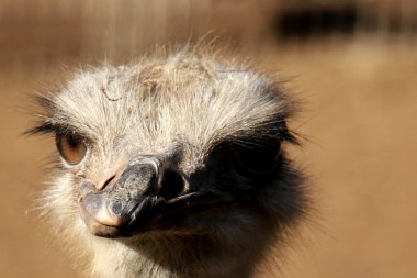 Devekuşu hayvanat bahçesinde