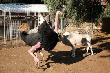 Devekuşu hayvanat bahçesinde