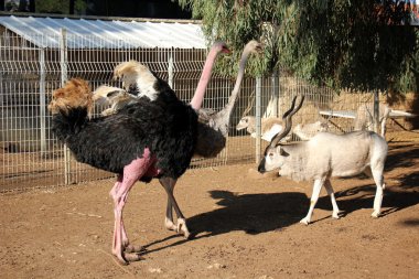 Devekuşu hayvanat bahçesinde
