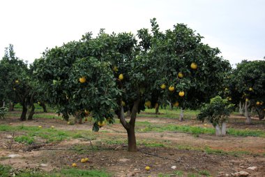 meyve bahçesinde yürüyüş