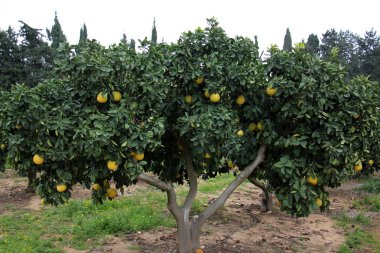 meyve bahçesinde yürüyüş