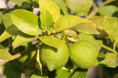 meyve bahçesinde yürüyüş