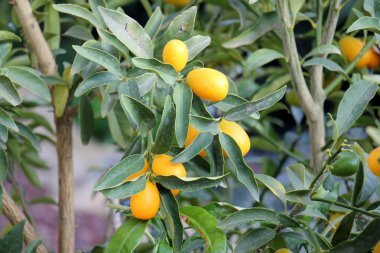 meyve bahçesinde yürüyüş