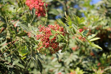 meyve bahçesinde yürüyüş