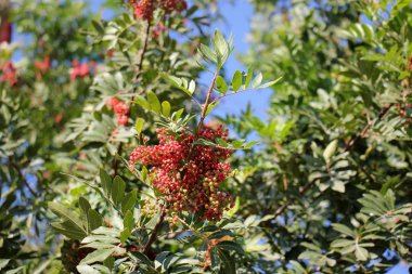 meyve bahçesinde yürüyüş
