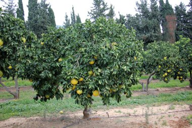 meyve bahçesinde yürüyüş