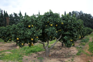 meyve bahçesinde yürüyüş