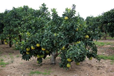 meyve bahçesinde yürüyüş