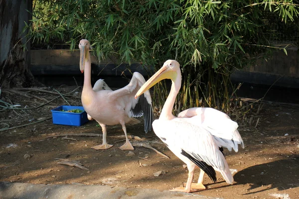 Пелікан в зоопарку — стокове фото