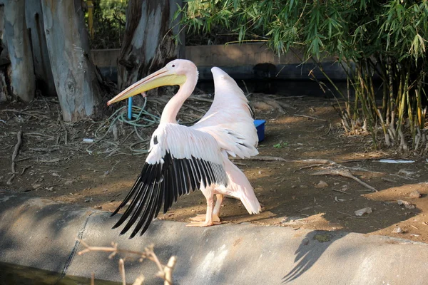 Pelikanen på zoo — Stockfoto