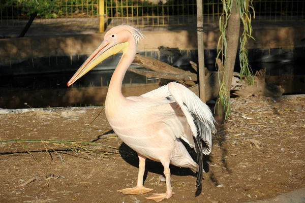 動物園でペリカン — ストック写真