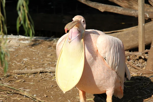Pelikanen på zoo — Stockfoto