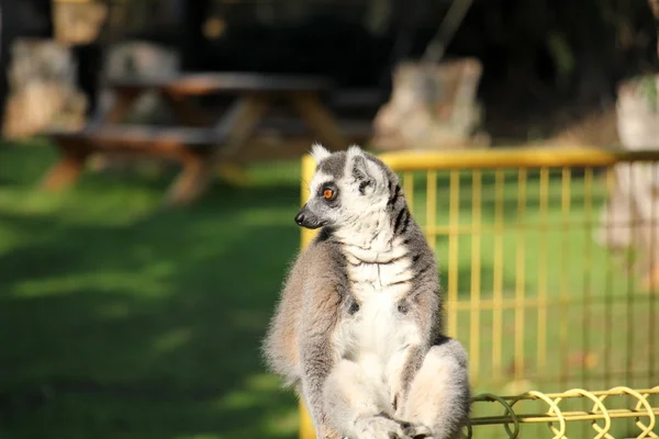 Ring-tailed lemur in the zoo — Stock Photo, Image