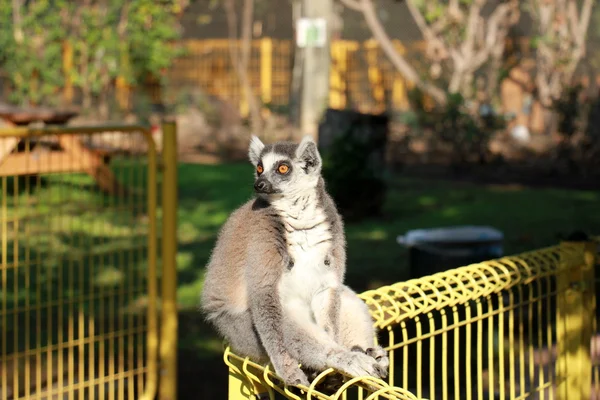 Ring-tailed lemur in the zoo — Stock Photo, Image