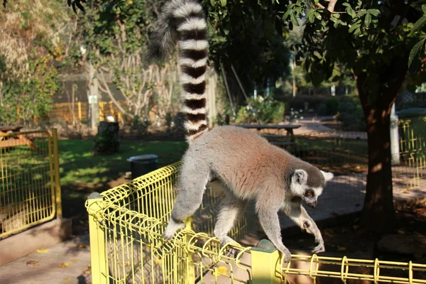 Ring-tailed lemur in the zoo — Stock Photo, Image