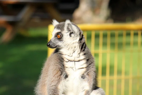 Ring-tailed lemur in the zoo — Stock Photo, Image