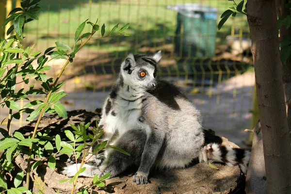 Ring-tailed lemur in the zoo — Stock Photo, Image