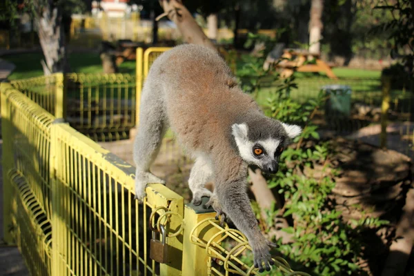 Lémur de cola anillada en el zoológico —  Fotos de Stock