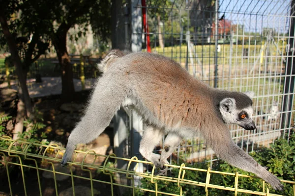 Ringsvansad lemur i djurparken — Stockfoto