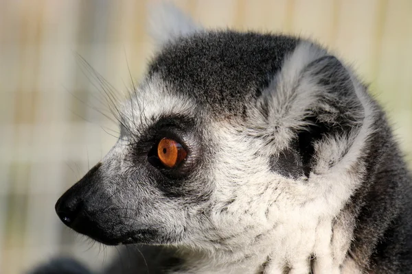 Ring-tailed lemur in the zoo — Stock Photo, Image