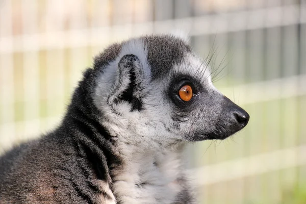 Ring-tailed lemur in the zoo — Stock Photo, Image