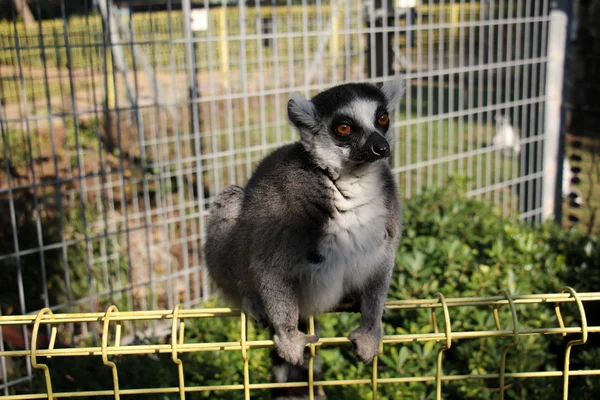 Lêmure-de-cauda-anelada no zoológico — Fotografia de Stock