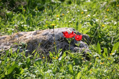 büyük kayalar ve taşlar