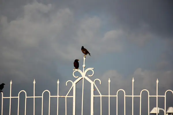 The fence is a fence for the area — Stock Photo, Image