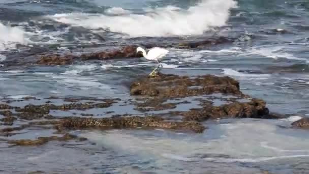 Цапля ловит рыбу в море — стоковое видео
