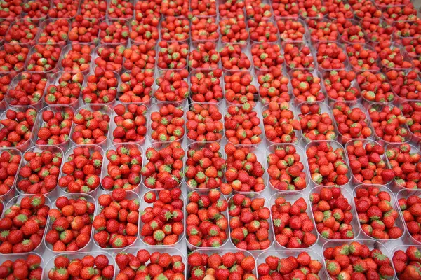 Erdbeere süße Beere — Stockfoto