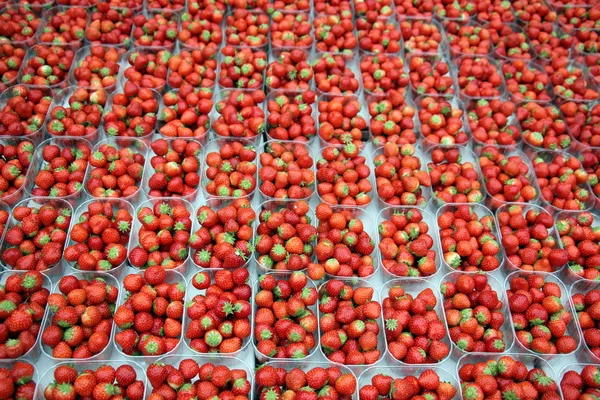 Erdbeere süße Beere — Stockfoto