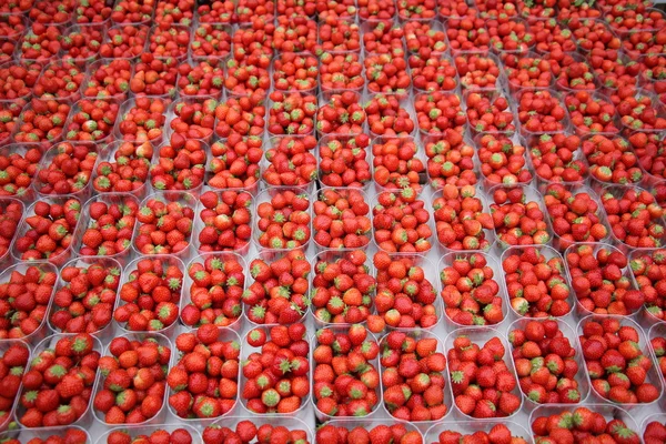 Erdbeere süße Beere — Stockfoto
