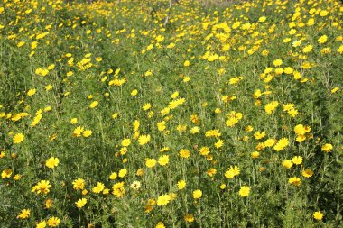 Uluslararası Kadınlar Günü
