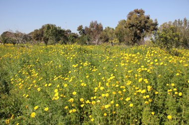 Uluslararası Kadınlar Günü