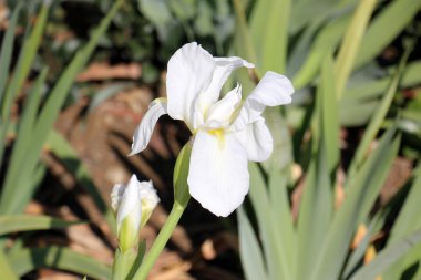 Uluslararası Kadınlar Günü