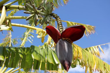 Uluslararası Kadınlar Günü