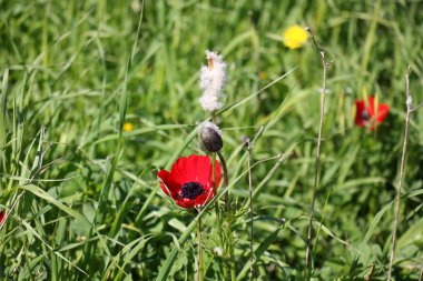 Uluslararası Kadınlar Günü