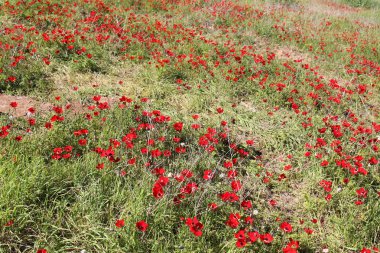 Uluslararası Kadınlar Günü