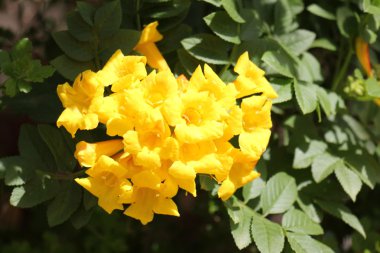 Uluslararası Kadınlar Günü