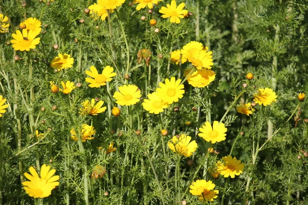 Uluslararası Kadınlar Günü — Stok fotoğraf