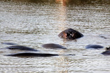 Su aygırı gölüdür