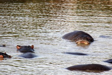 Su aygırı gölüdür