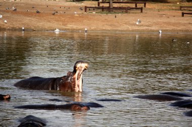Su aygırı gölüdür