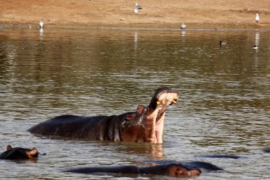 Su aygırı gölüdür