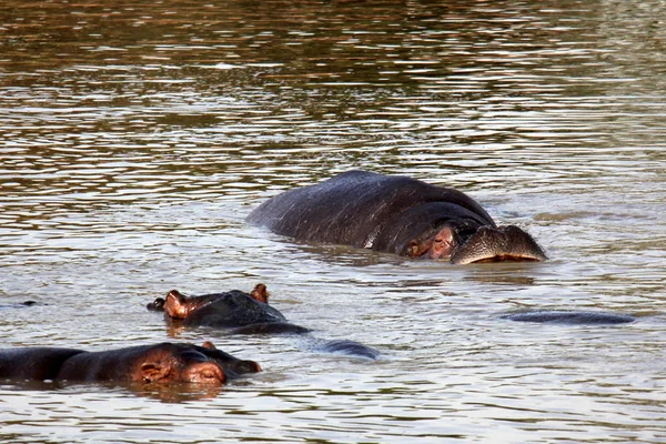 Hippo está en el lago —  Fotos de Stock